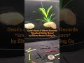 Gene’s Book of Worms Records *Smallest Plastic Worm* by Citizen Bones Fishing Co LLC