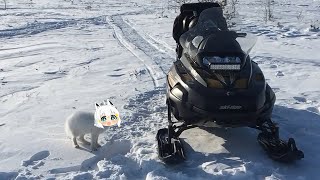 Fubuki fox want that car | Animal hololive