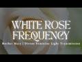 WHITE ROSE FREQUENCY Mother Mary ️🪽 Divine Feminine Light Transmission 528hz