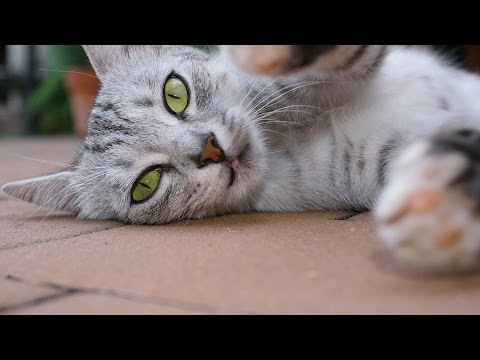 YouTube video about: What does a cat need to play baseball answer key?