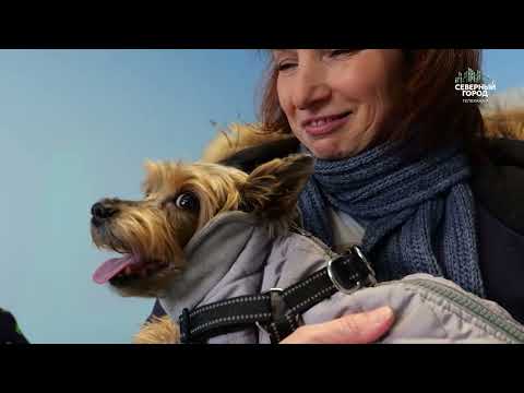 «ИТОГИ СЕВЕРНОГО ГОРОДА», 28/03/2026