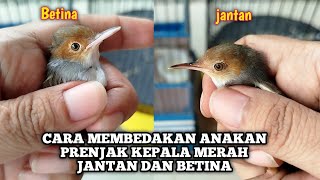 Download lagu HOW TO DISTINGUISH MALE AND FEMALE PRENJAK WHICH ARE STILL IN THE PAUD OR CHICKEN mp3