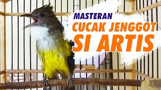 Download lagu MASTERAN CUCAK JENGGOT GACOR FULL TEMBAKAN SUPER KASAR COCOK UNTUK MURAI BATU mp3