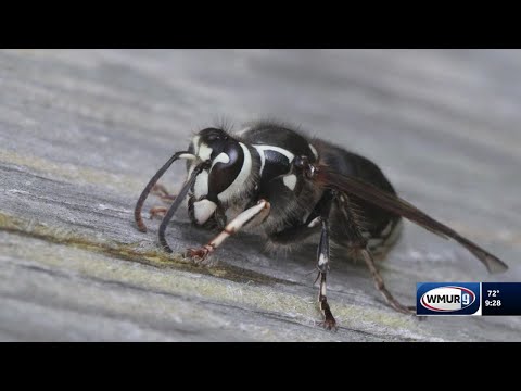 Grow it Green: How to identify three common largest wasp species in NH