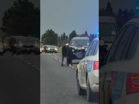 La mucca ha un serio problema con gli automobilisti di passaggio