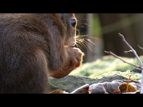 1564. Veverka obecná, Red Squirrel, Eurasisches Eichhörnchen, Eekhoorn,  #squirrel