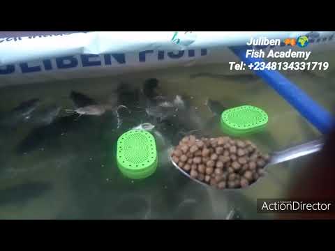 HOW TO DETECT CATFISH HUNGER AND APPROPRIATE FEEDING QUANTITY.