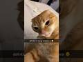 Typical Orange Cat Behavior