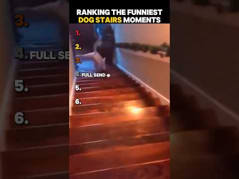 Ranking The Funniest Dog Stairs Moments