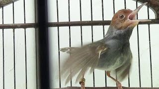 Download lagu Prenjak gacor suara ISTIMEWA prenjak lain bakal RESPON ikut BUNYI... mp3