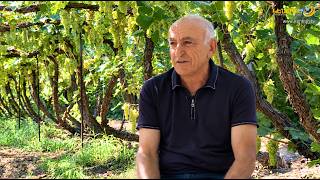 Ավատարը, քիշմիշն ու մյուս տեսակները սպասում են բերքահավաքի. գնորդ չկա