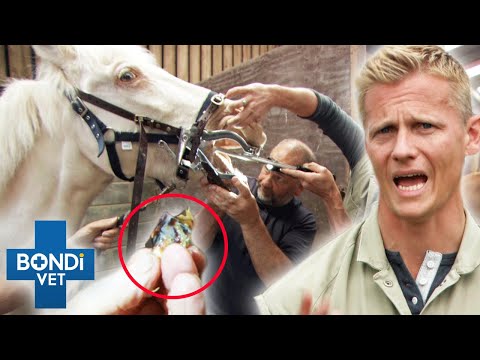 HUGE Broken Molar Tooth Removed From A Horse 😱 | Bondi Vet Clips | Bondi Vet