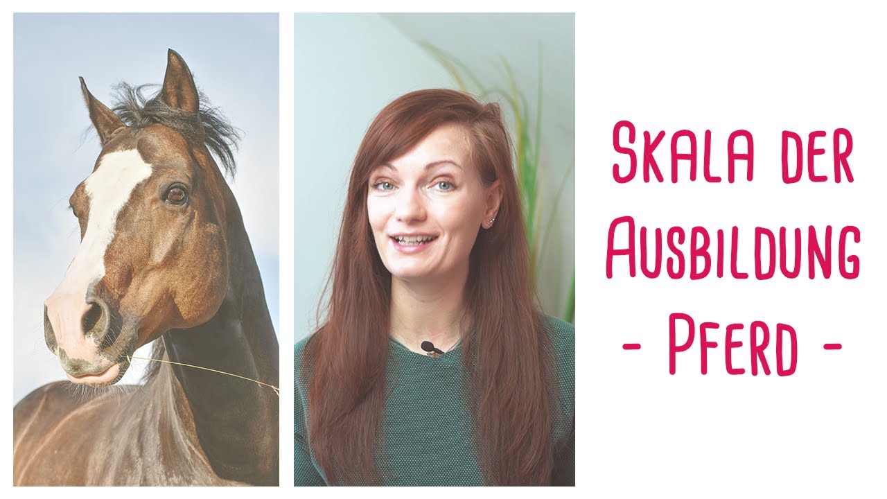 Die Skala der Ausbildung des Pferdes erklärt!