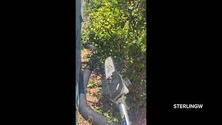 REVIEW: MILWAUKEE M18 10 FT POLE SAW