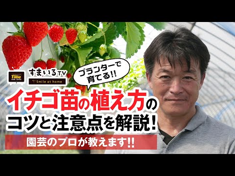 園芸 イチゴの植え方は?