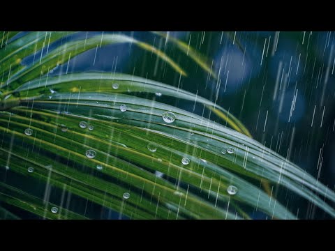 Fall Asleep to Rain in a Dense Rainforest | Rain Sounds for Sleeping