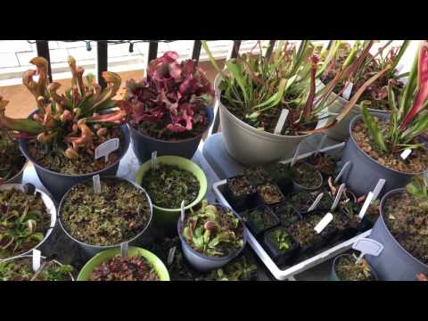 How To: Divide A Sarracenia Pitcher Plant! Video