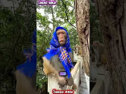 🐵 Babası Maymuna Başörtüsü Takınca Olanlar! 😂 Sonu Çok Komik!