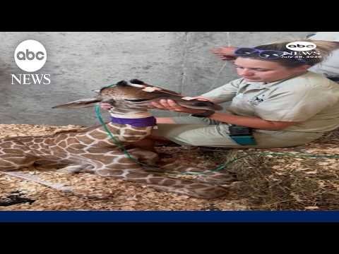 Premature giraffe born via emergency C-section, a scientific 1st