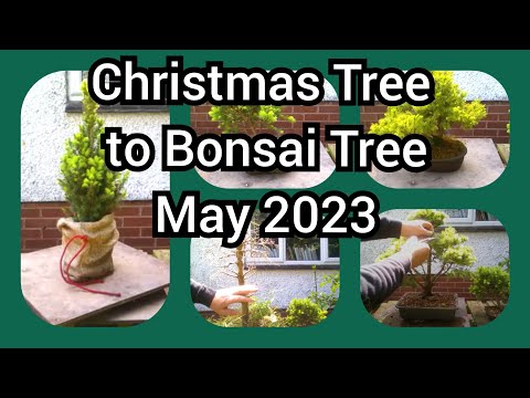 Christmas Tree To Bonsai Tree May 2023 1