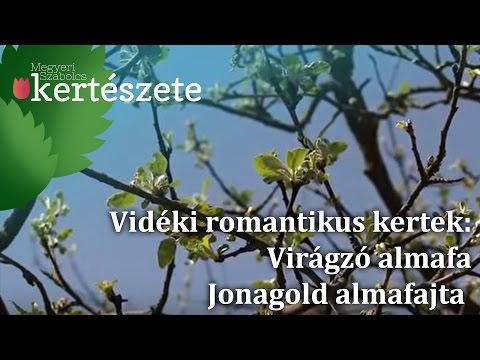 Vidéki romantikus kertek: virágzó almafa - Jonagold almafajta