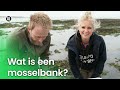 Wat is een mosselbank?