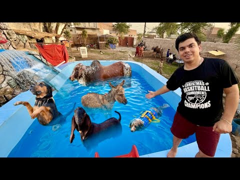 Sab Pet Ko Swimming Pool Main Nehla Dia 😍