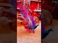 Itna Mujhe Pyara Lage Natural Pickcock Status Bestsong Short Song Newtreading