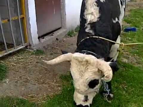 el comando camuflajeado rancho la joya