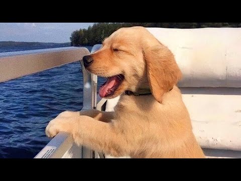 Funniest Golden Retriever PUPPIES will make you LAUGH ALL DAY 😁