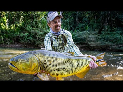 Bolivia's Savage Golden Dorado