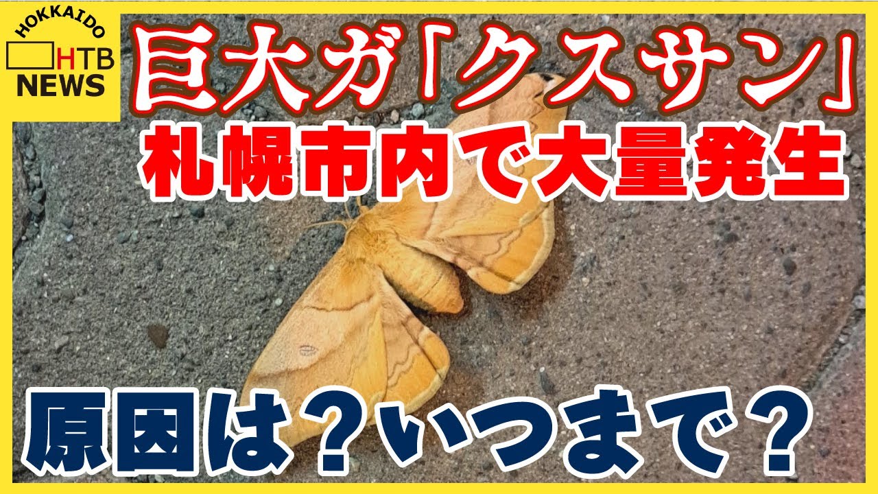 街灯に寄ってくる巨大ガ「クスサン」札幌で大量発生