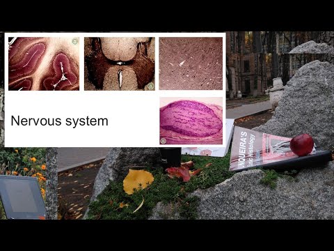 16.Nervous system (Histology lecture)
