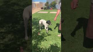 Video preview image #1 German Shorthaired Pointer-Unknown Mix Puppy For Sale in Chandler, AZ, USA