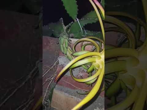 Red jaina flower.....#dragonfruit #dragonfruitinindia #dragonfruitfarmindia #red_jaina #unique