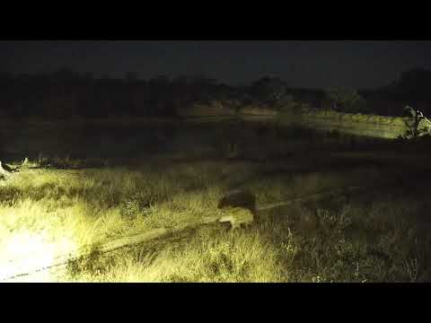 Djuma: Lone Hyena walks by - 02:13 - 06/04/20