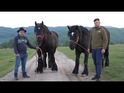 Anunt de expozitie la Bratca   Caii lui Madalin de la Bratca, Bihor 2024 Nou!!!