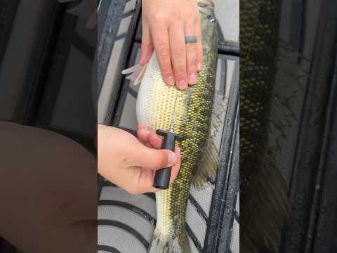 How To Fizz A Fish: A Must For Deep Water Fishing And Fish Health  #bassfishing