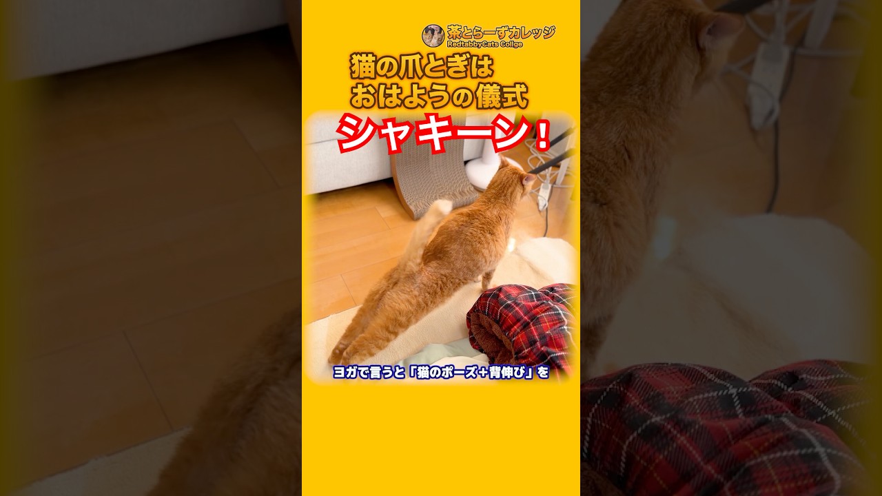 猫の爪とぎは「おはよう」の儀式 #Shorts