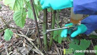 Stem Injection of Japanese Knotweed
