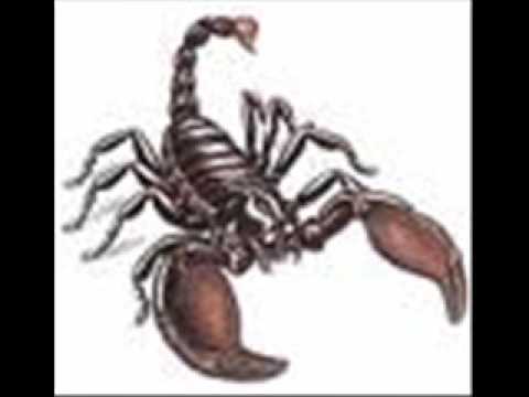 la lagartija y el alacran