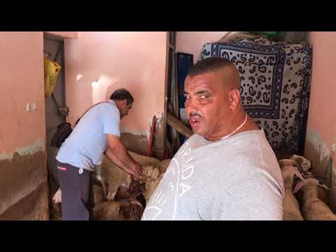 Simo Daher - نيبا بغا اشري لكبش