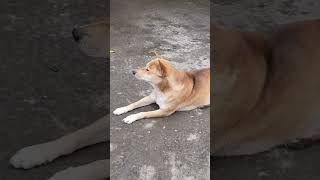 VERY CUTE BIG FAT STRAY DOG