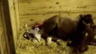 DAKOTA IS A DADDY!!!! meet the foal (the birth and hours after)