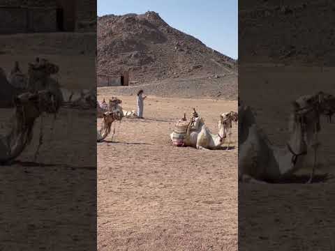 Camel riding Hurghada excursion