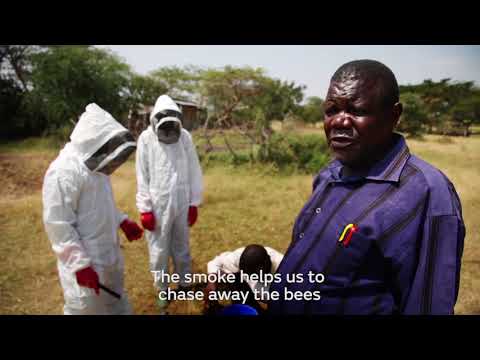 NEW How Sustainable Honey Production Can Help Society