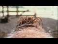 Charlotte S Web Wilber S Snoot POV