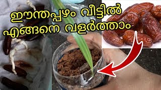 ഈന്തപ്പഴം വീട്ടിൽ എങ്ങനെ വളർത്താം How to grow Dates at home from seed(in Malayalam)