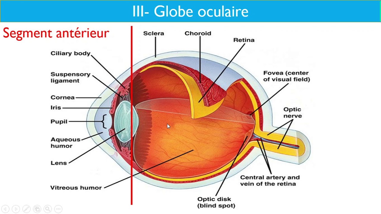 Anatomie de l'appareil visuel -  Dr Layadi   CHU Bab El Oued