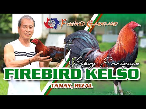 FARM VISIT: FIREBIRD GF (RED KELSO) - of Mr. Biboy Enriquez